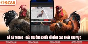 Đá gà Thomo