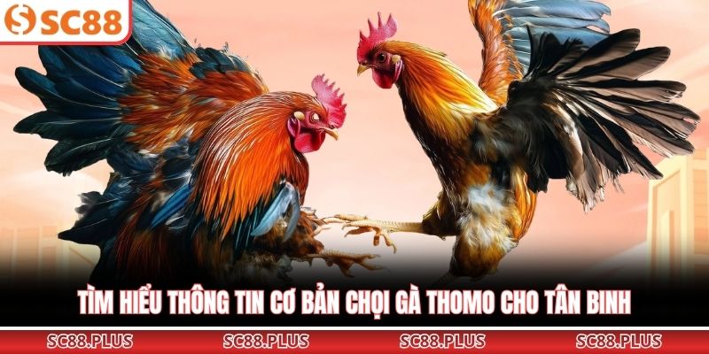Tìm hiểu thông tin cơ bản chọi gà Thomo cho tân binh